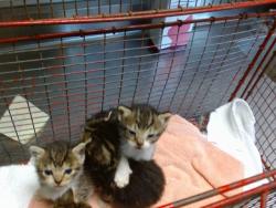 Shelter Stray Female Cat last seen Near BLOCK  SPICA PKWY, 3839 Bradshaw Rd, Sacramento, CA 95827, USA