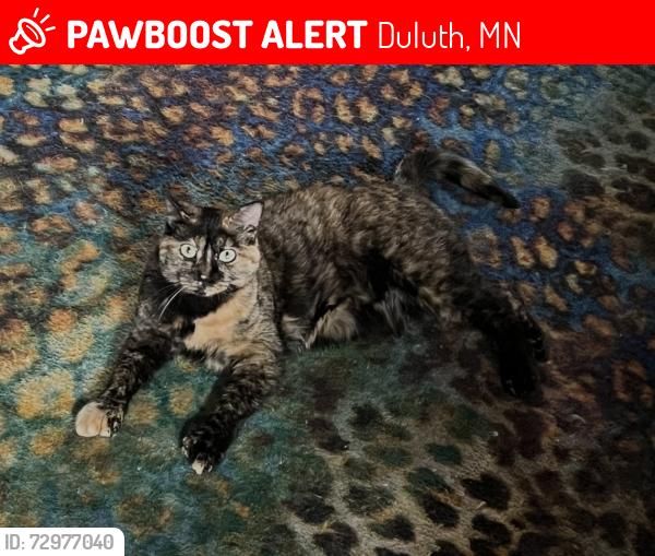 Lost Female Cat last seen McGonagle, Duluth, MN 55808