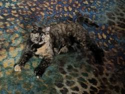 Lost Female Cat last seen McGonagle, Duluth, MN 55808
