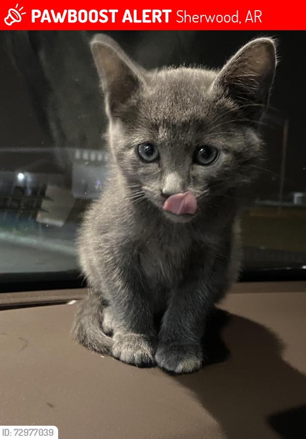Lost Female Cat last seen Barber St,Thomas St & E Kiehl Ave, Sherwood, AR 72120