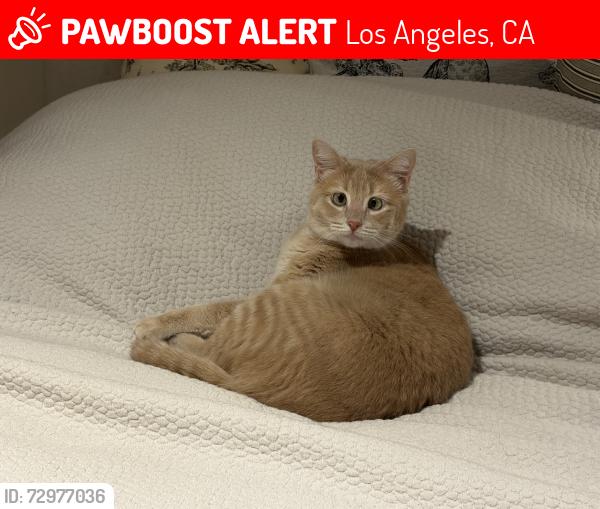 Lost Female Cat last seen Wyton & Loring, 1 block west of Holmby Park, Los Angeles, CA 90024