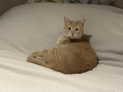 Lost Female Cat last seen Wyton & Loring, 1 block west of Holmby Park, Los Angeles, CA 90024