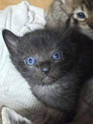Shelter Stray Male Cat last seen , West Valley Animal Shelter, 20655 Plummer St, Chatsworth, CA 91311, USA
