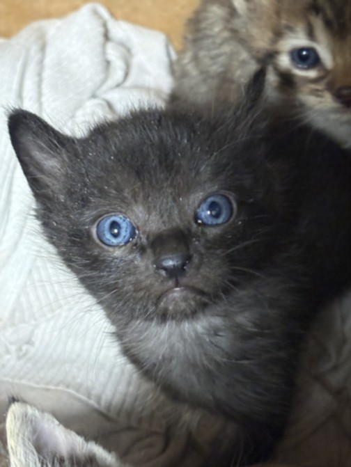 Shelter Stray Male Cat last seen , West Valley Animal Shelter, 20655 Plummer St, Chatsworth, CA 91311, USA