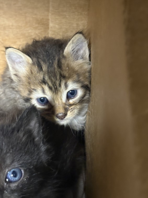 Shelter Stray Male Cat last seen , West Valley Animal Shelter, 20655 Plummer St, Chatsworth, CA 91311, USA