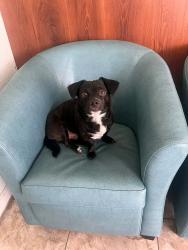 Lost Male Dog last seen Vermont St and University Ave , San Diego, CA 92103