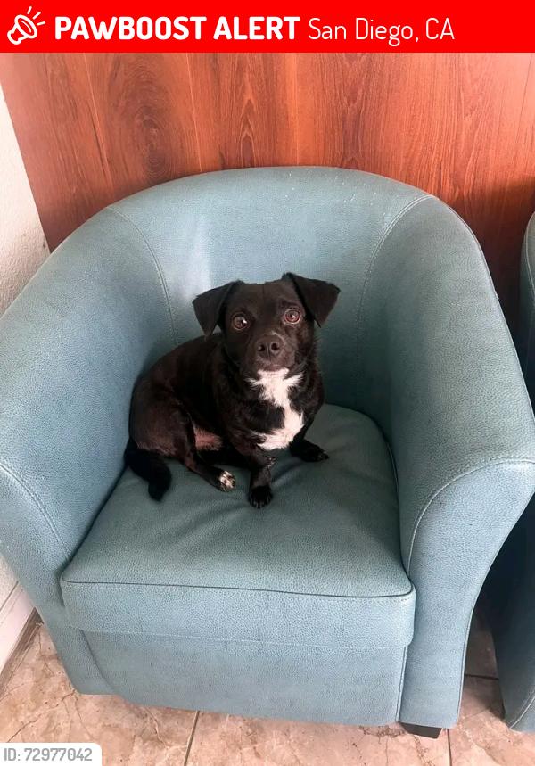 Lost Male Dog last seen Vermont St and University Ave , San Diego, CA 92103