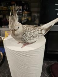 Found/Stray Unknown Bird last seen Near Forest St, Peabody, MA 01960, Peabody, MA 01960