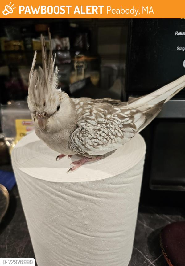 Found/Stray Unknown Bird last seen Near Forest St, Peabody, MA 01960, Peabody, MA 01960