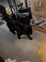 Found/Stray Male Cat last seen S Columbus St & Kootenai, Boise, ID 83705