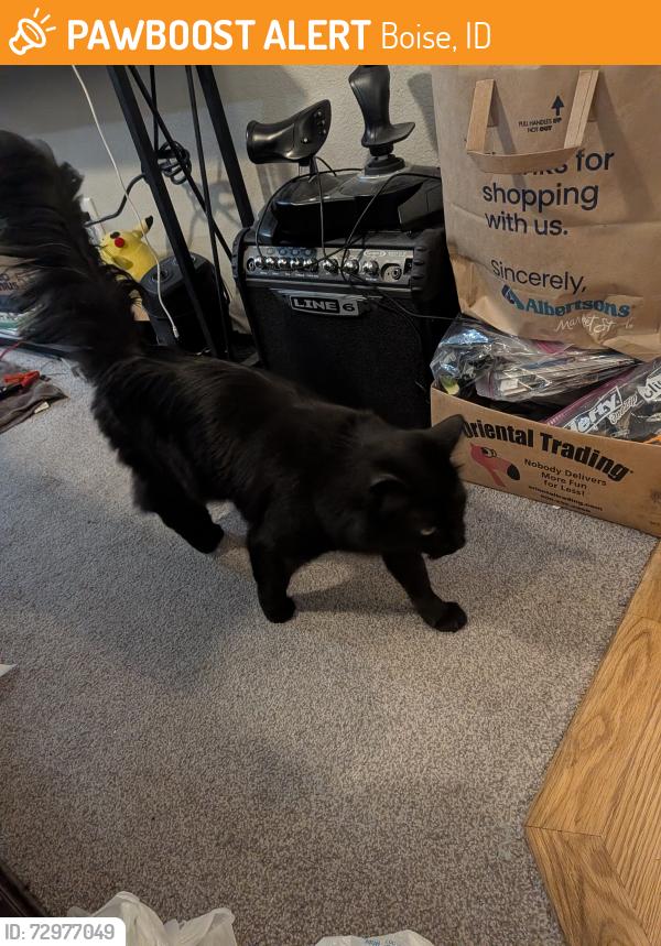 Found/Stray Male Cat last seen S Columbus St & Kootenai, Boise, ID 83705