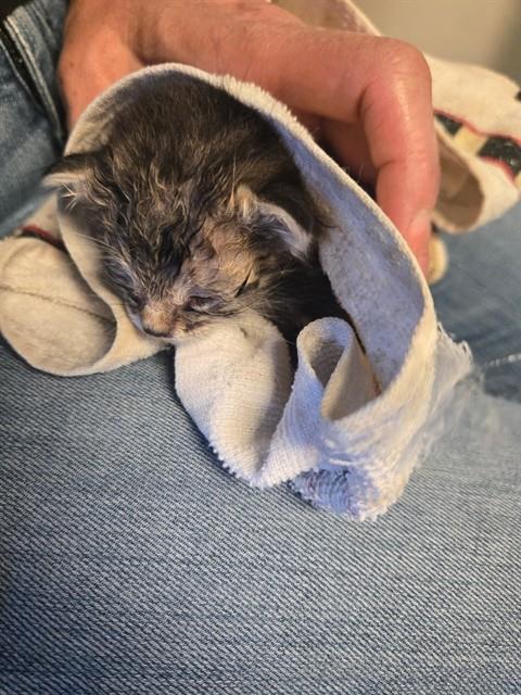 Shelter Stray Male Cat last seen EUREKA ST BAKERSFIELD, Bakersfield, CA 93307