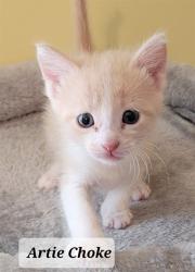 Shelter Stray Male Cat last seen Near BLOCK HELEN ST, FAYETTEVILLE NC 28303, 4704 Corporation Dr, Fayetteville, NC 28306, USA