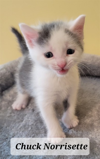 Shelter Stray Male Cat last seen Near BLOCK HELEN ST, FAYETTEVILLE NC 28303, 4704 Corporation Dr, Fayetteville, NC 28306, USA