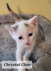 Shelter Stray Female Cat last seen Near BLOCK HELEN ST, FAYETTEVILLE NC 28303, 4704 Corporation Dr, Fayetteville, NC 28306, USA