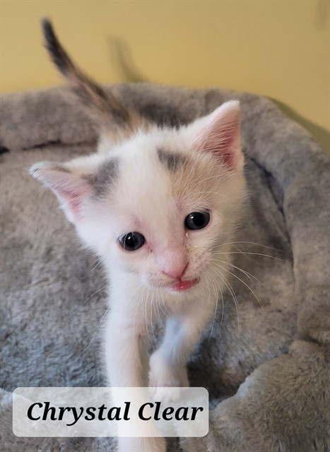 Shelter Stray Female Cat last seen Near BLOCK HELEN ST, FAYETTEVILLE NC 28303, 4704 Corporation Dr, Fayetteville, NC 28306, USA