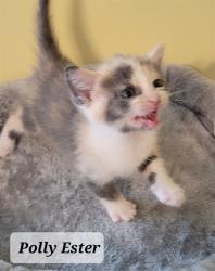 Shelter Stray Female Cat last seen Near BLOCK HELEN ST, FAYETTEVILLE NC 28303, 4704 Corporation Dr, Fayetteville, NC 28306, USA