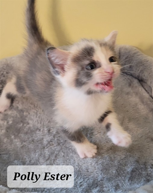 Shelter Stray Female Cat last seen Near BLOCK HELEN ST, FAYETTEVILLE NC 28303, 4704 Corporation Dr, Fayetteville, NC 28306, USA