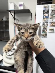 Shelter Stray Female Cat last seen , Bakersfield, CA 93307