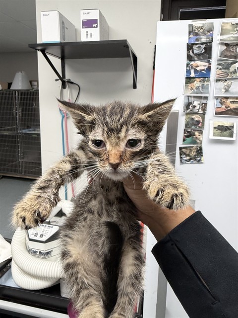 Shelter Stray Female Cat last seen , Bakersfield, CA 93307