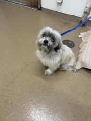 Shelter Stray Male Dog last seen GENEVA, Hayward, CA 94544