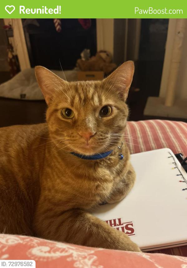 Reunited Male Cat last seen Normandale, Fort Worth, TX 76116