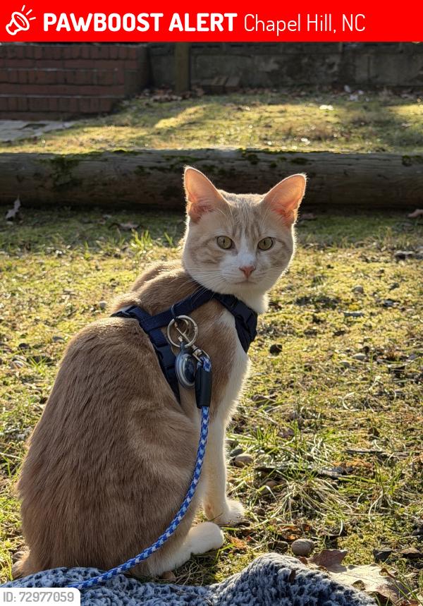 Lost Male Cat last seen Synogauge, Chapel Hill, NC 27514