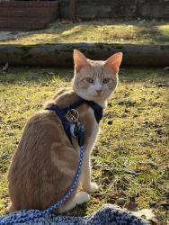 Lost Male Cat last seen Synogauge, Chapel Hill, NC 27514