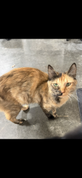 Lost Female Cat last seen Burk and sunrise , Blaine, WA 98230