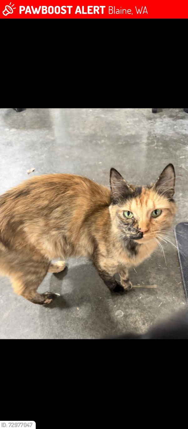 Lost Female Cat last seen Burk and sunrise , Blaine, WA 98230