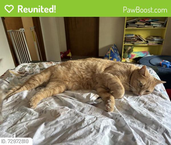 Reunited Male Cat last seen Glenmore and 58th Court, Thurston County, WA 98501