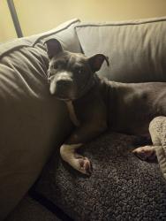 Reunited Female Dog last seen Near Graduate Lane and Oakbrook Elementary School, Ladson, SC 29456