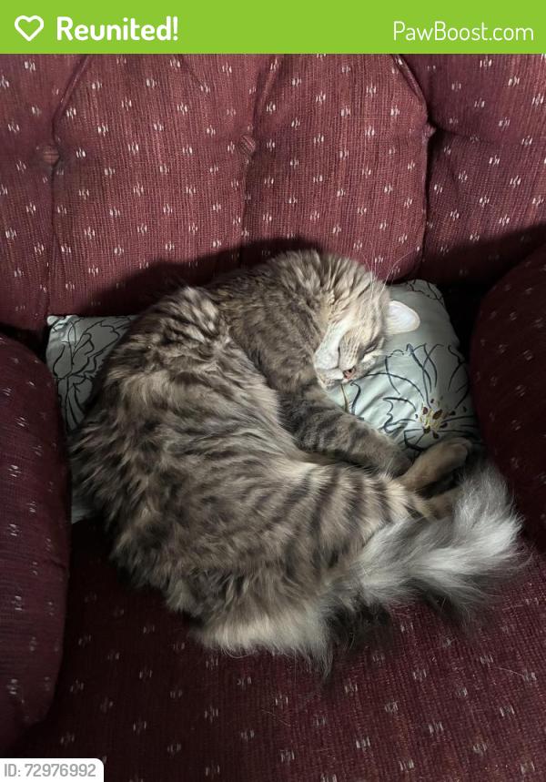 Reunited Male Cat last seen Alameda Sheridan, Denver, CO 80226