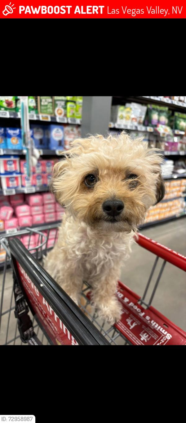 Lost Female Dog last seen Katie Ave and Maryland Parkway , Las Vegas Valley, NV 89119