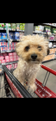Lost Female Dog last seen Katie Ave and Maryland Parkway , Las Vegas Valley, NV 89119