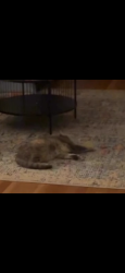 Found/Stray Female Cat last seen On Cottage Ln, Chapel Hill, Chapel Hill, NC 27514