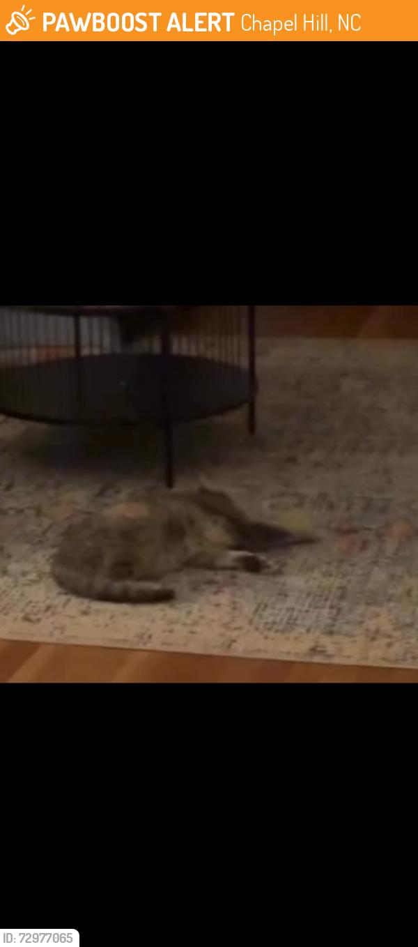 Found/Stray Female Cat last seen On Cottage Ln, Chapel Hill, Chapel Hill, NC 27514