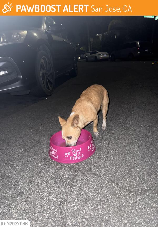 Found/Stray Female Dog last seen Brandywine and Lupe near windmill springs , San Jose, CA 95121