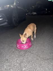 Found/Stray Female Dog last seen Brandywine and Lupe near windmill springs , San Jose, CA 95121
