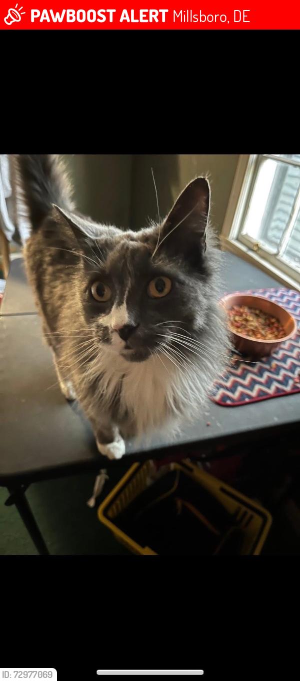Lost Male Cat last seen Pot nets bay side, Millsboro, DE 19966
