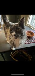 Lost Male Cat last seen Pot nets bay side, Millsboro, DE 19966