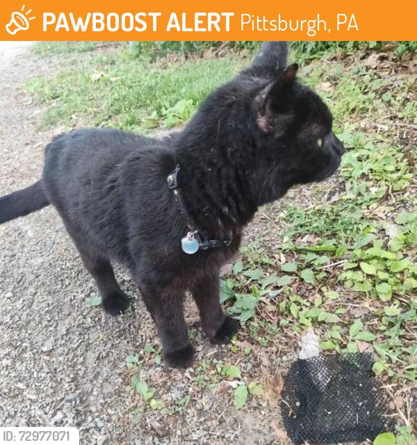 Found/Stray Male Cat last seen Near Boundary street, Pittsburgh, PA 15207