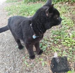 Found/Stray Male Cat last seen Near Boundary street, Pittsburgh, PA 15207