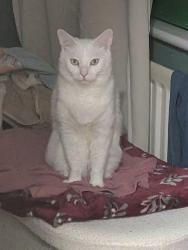 Lost Male Cat last seen Adur Park, Stone Cross, England BN24 5PT