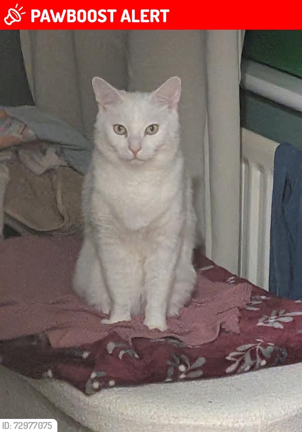 Lost Male Cat last seen Adur Park, Stone Cross, England BN24 5PT