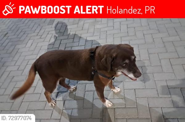 Lost Female Dog last seen Av Betonex , Holandez, PR 