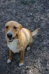 Lost Male Dog last seen Hampton and illinois , Dallas, TX 75208