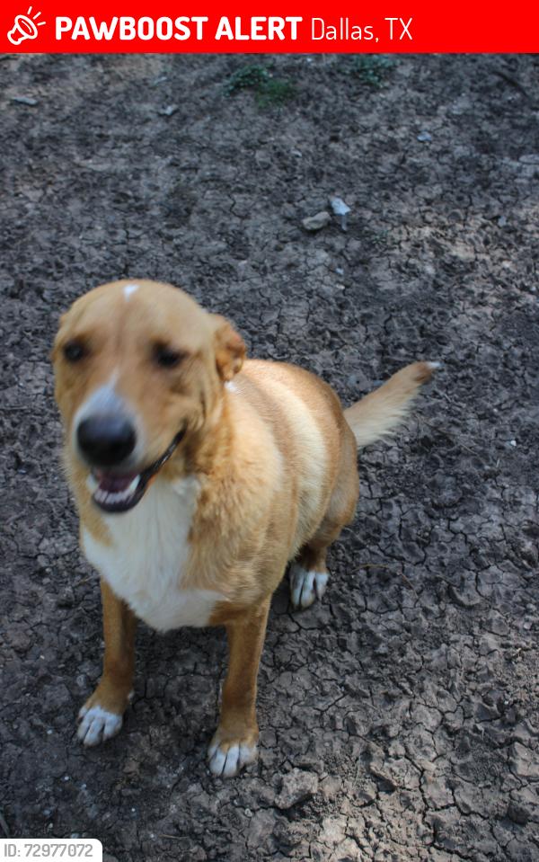 Lost Male Dog last seen Hampton and illinois , Dallas, TX 75208