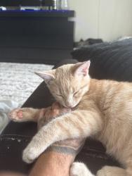 Lost Male Cat last seen Apple Bees in Spokane valley , Spokane Valley, WA 99206