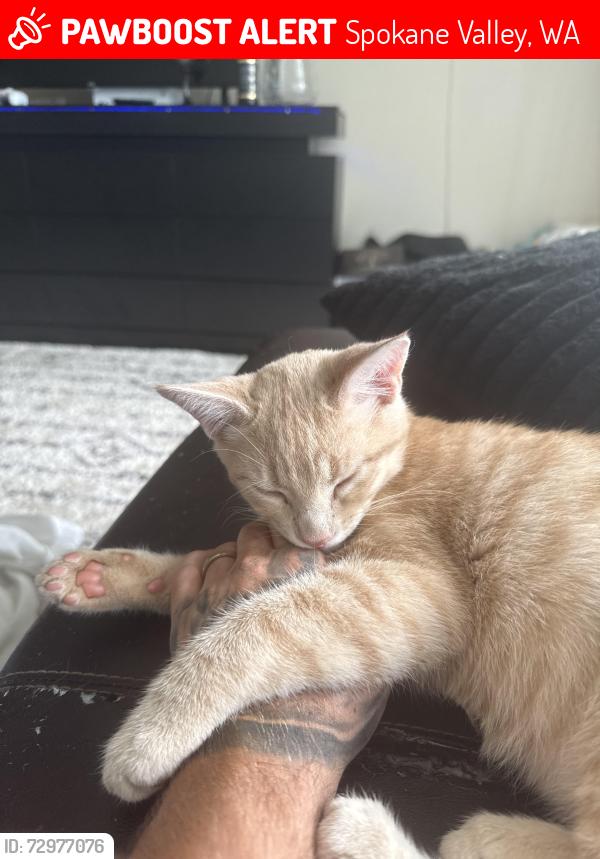 Lost Male Cat last seen Apple Bees in Spokane valley , Spokane Valley, WA 99206